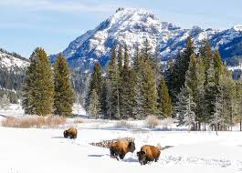 Field and Natural History Class Yellowstone 2025